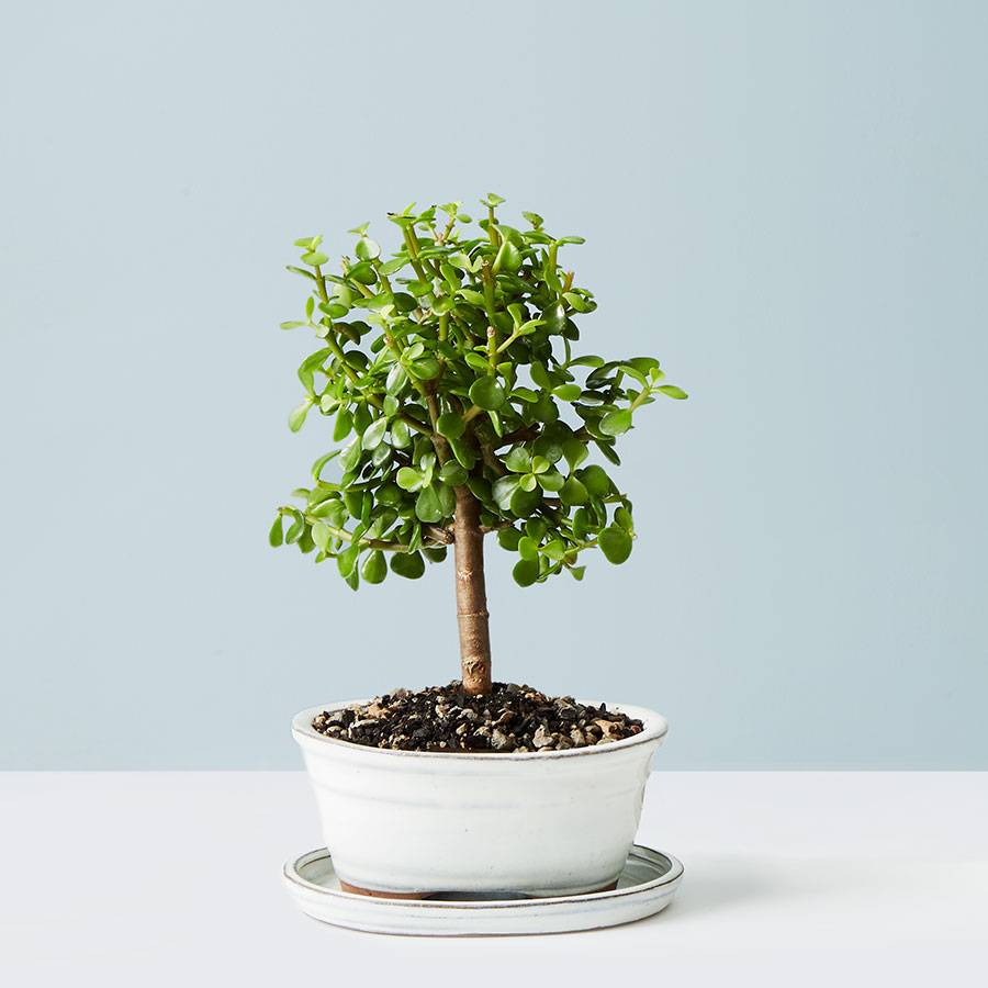 Jade Bonsai